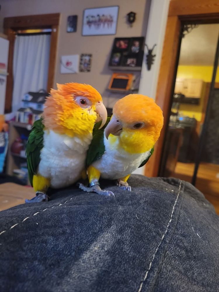 Two white bellied caique parrots sitting close to each other