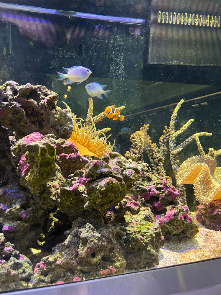 clown fish and other fish in tank swimming around coral