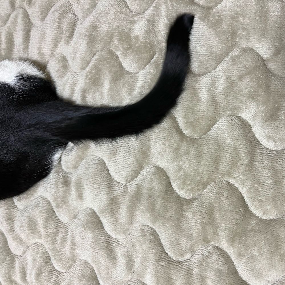 猫のしっぽ
cat's tail