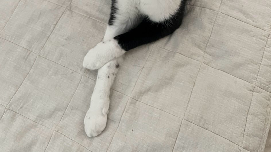 かっこつけてる猫の手
My cat like a model.