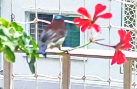 A bird with a shiny teal head and brown/white background pecking at geranium flowers.