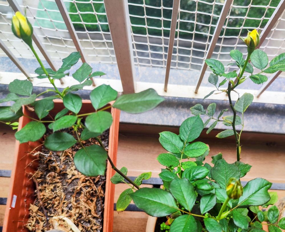 Image of a yellow rose plant with three emerging buds.