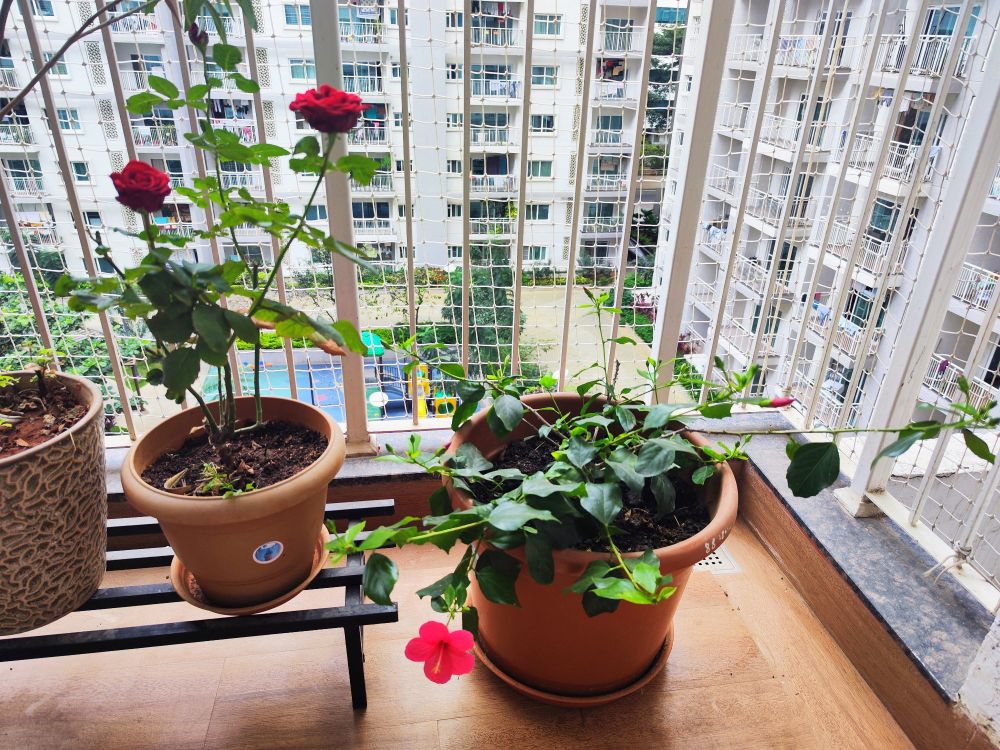 A solitary blooming red hibiscus of medium size, with several buds on the plant that will bloom over the coming week. Two red roses in bloom, with a budget behind. Both plants are in pots as part of an apartment balcony garden. Other apartment buildings of the complex can be seen in the background.