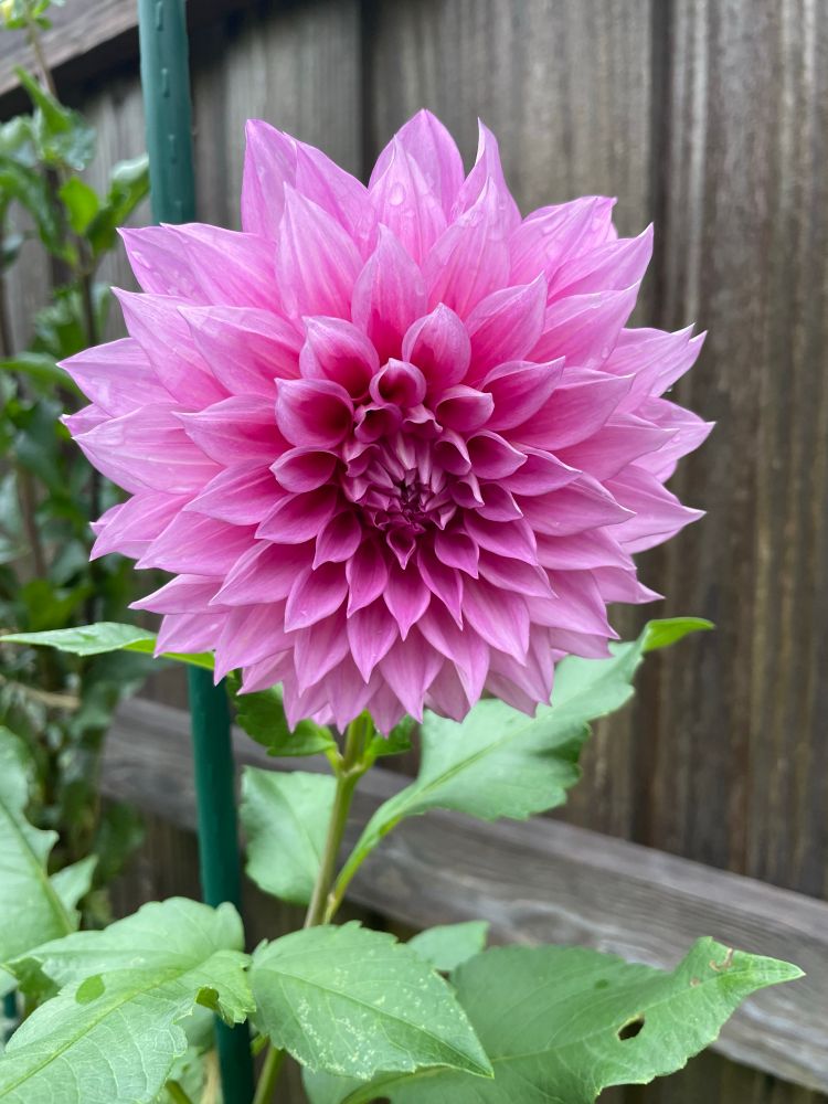A beautiful perfectly regular dahlia with pointed lilac pink petals in front of a wooden fence. 