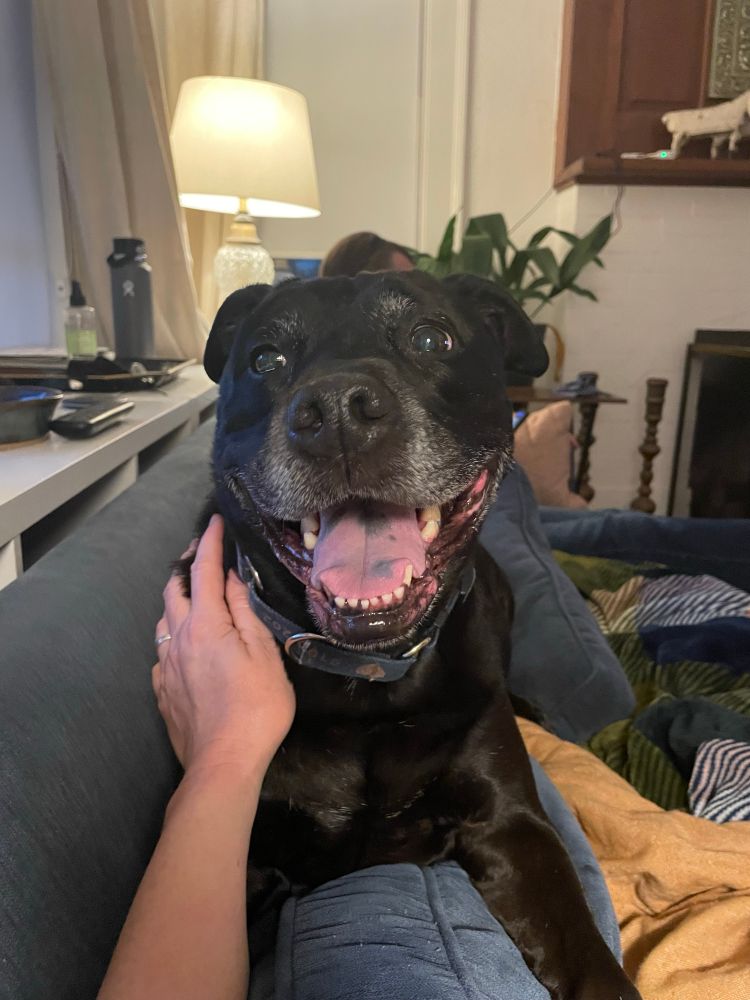 A black dog with a blockhead and small alert ears relaxes on a blue sofa. He has a little white in his muzzle from age. His mouth is open in a happy smile, revealing some adorable purple spots on his tongue. A hand rests on his right shoulder, clearly petting him, which could be why he’s smiling. 

