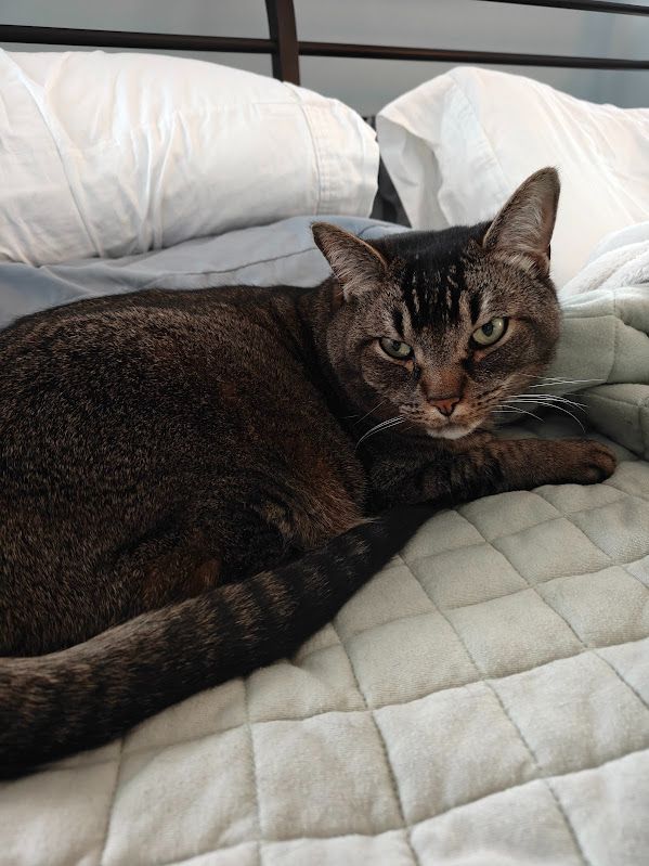 A ticked off looking fat grey ticked tabby continues to try to nap, while his human keeps taking his photo. This may be revenge for multiple nights in a row that said ticked tabby has been loud and obnoxious in the hopes of being fed.