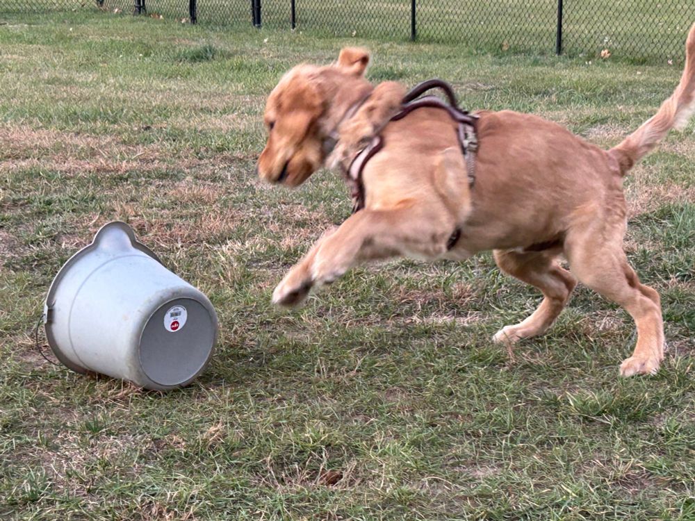 A young golden retriever dog pouncing on a pail.