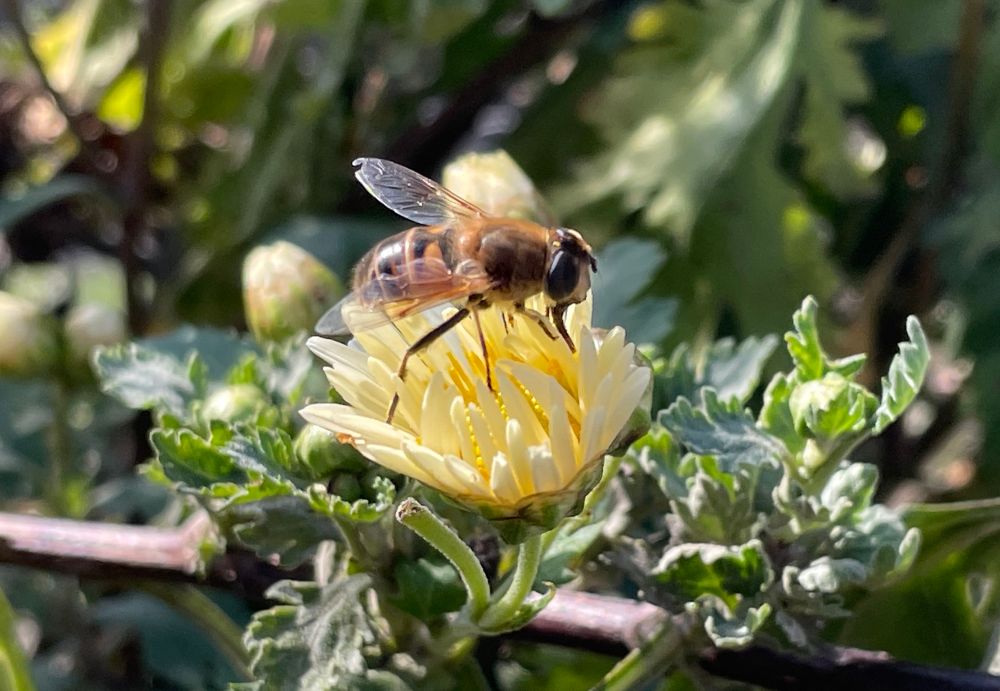 That same not-quite-a-bee on the same flower from a slightly lower angle. You can see its proboscis extended to drink nectar. 