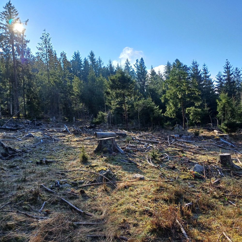 tree stumps on a disturbance patch with remaining forest in the back