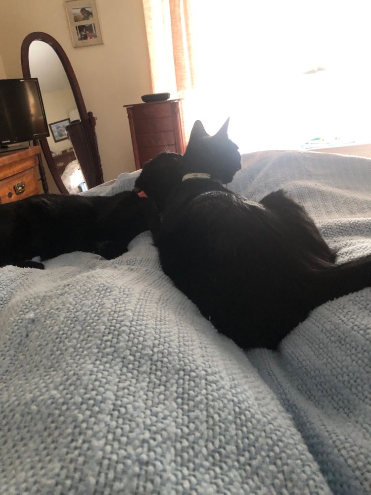 Two black cats grooming each other 