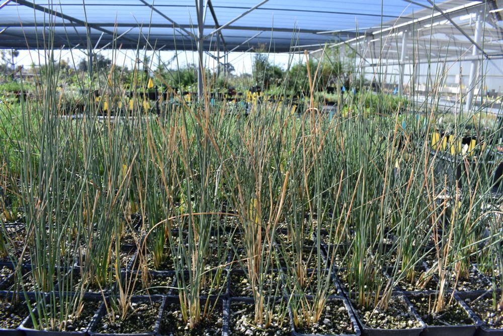 Juncus growing in the nursery.