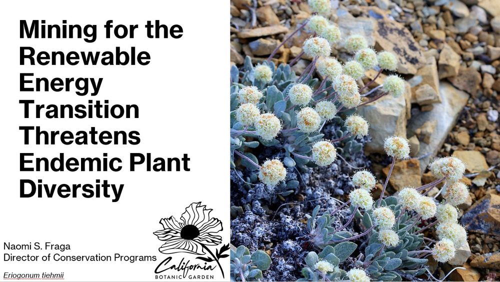 my title slide with the presentation title "Mining for the Renewable Energy Transition Threatens Plant Diversity" and a picture of Tiehm's buckwheat