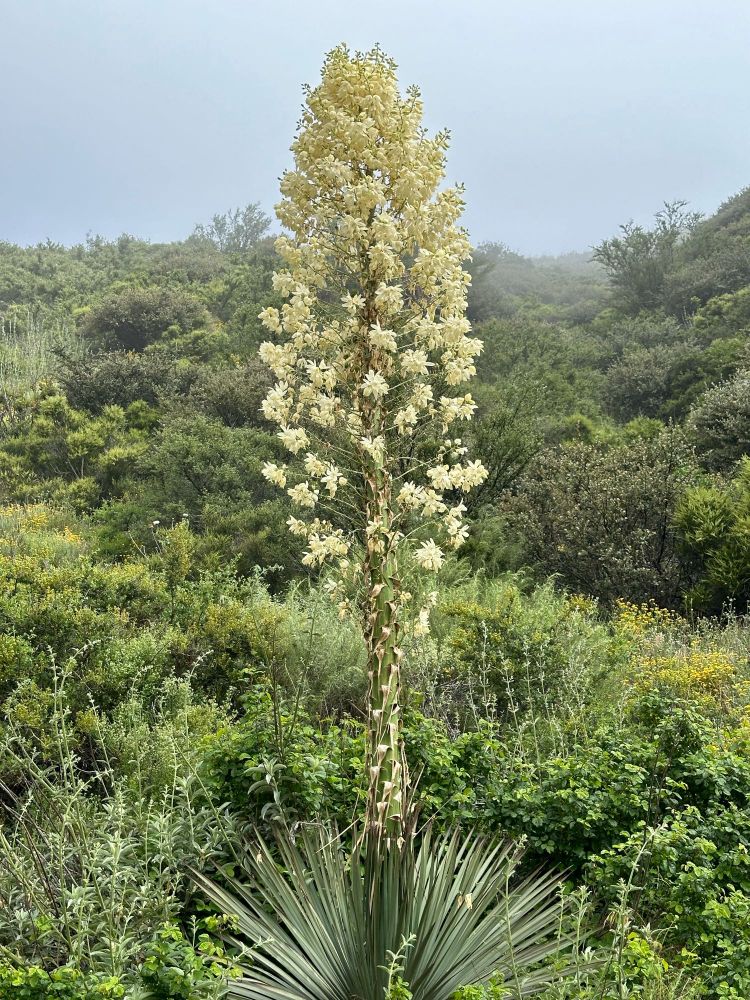 Yucca whole plant