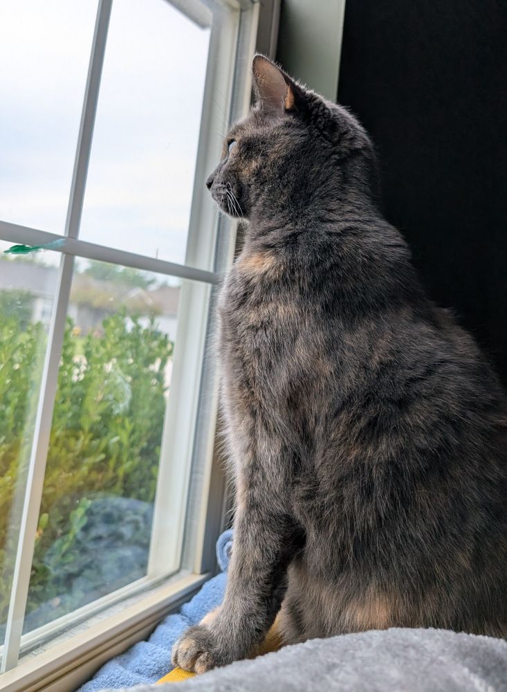 A cat looking out a window while sitting on the back of a couch. They appear very stoic and brightly lit. They are a tortoise shell calico cat. Outside the window is a bush and a cloudy sky.
