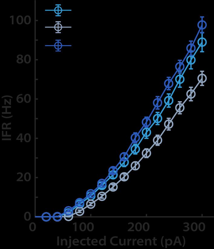 F-I curves from L2/3 pyramidal neurons across the three conditioned shown in the first pic. F-I curve has shifted rightward and downward after 6h of light exposure, but not when animals are kept in prolonged 6h of darkness. This suggests that this downward IHP is triggered by light, rather than a circadian phenomenon.