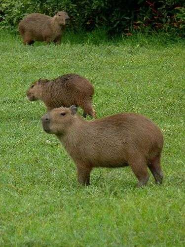 Três capivaras pastando num gramado verdinho