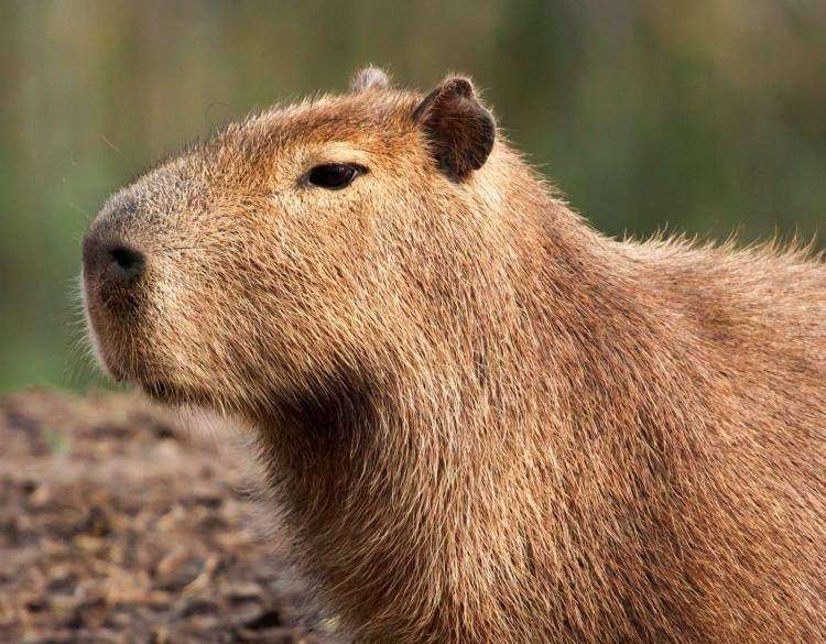 Rostinho de perfil de uma bela capivara