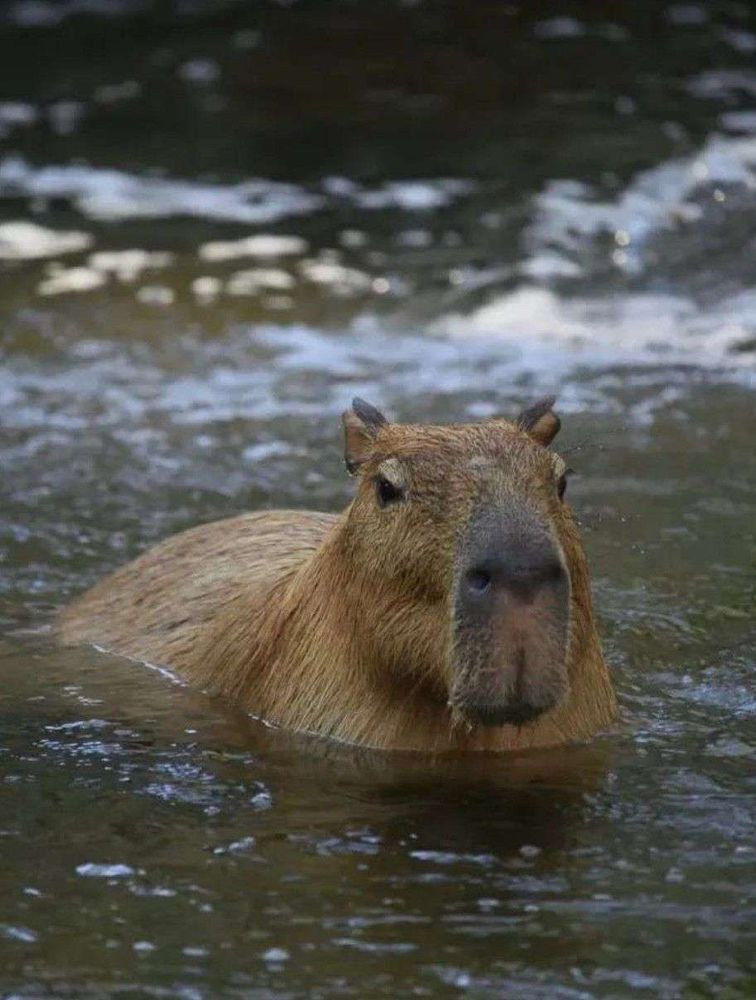 Capivara sentada de boas dentro de uma lagoa rasinha