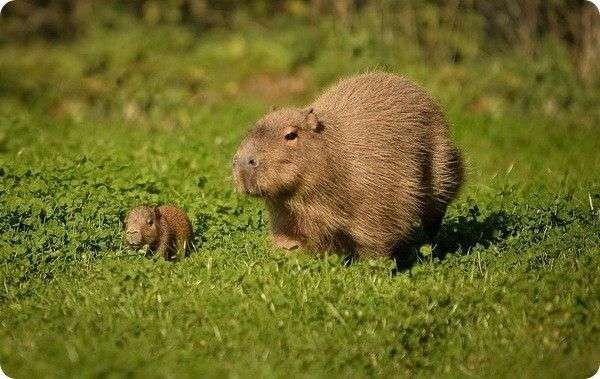 Capivara adulta andando na grama alta em um dia ensolarado com uma capivarinha pequenininha ao lado