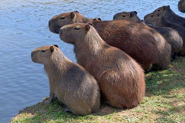 Sete capivaras sentadas lado a lado de costas pra foto na grama na beira da lagoa
