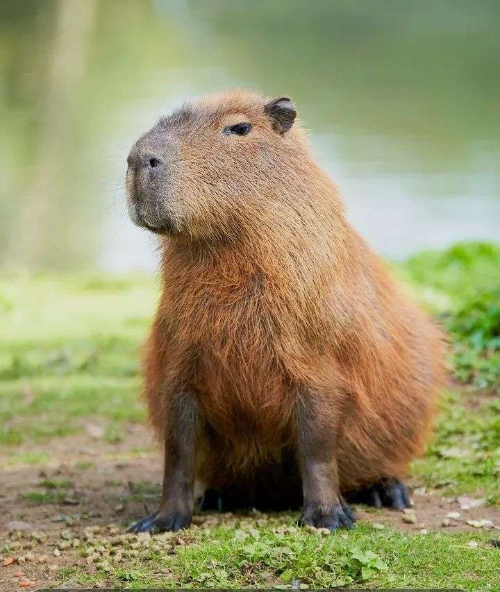 Capivara sentada na grama de frente pra foto e lá ao fundo uma lagoa