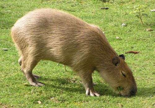 Capivara de lado pra foto pastando num gramado verdinho tomando sol