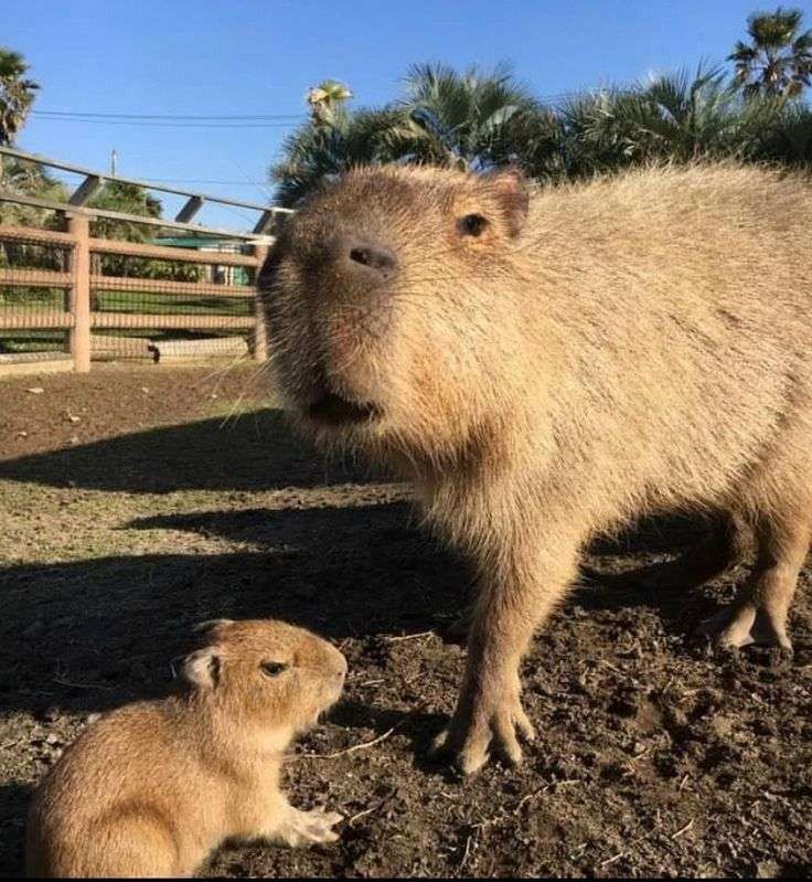Capivara adulta parada na terra de frente pra foto e na frente dela uma capivarinha filhote