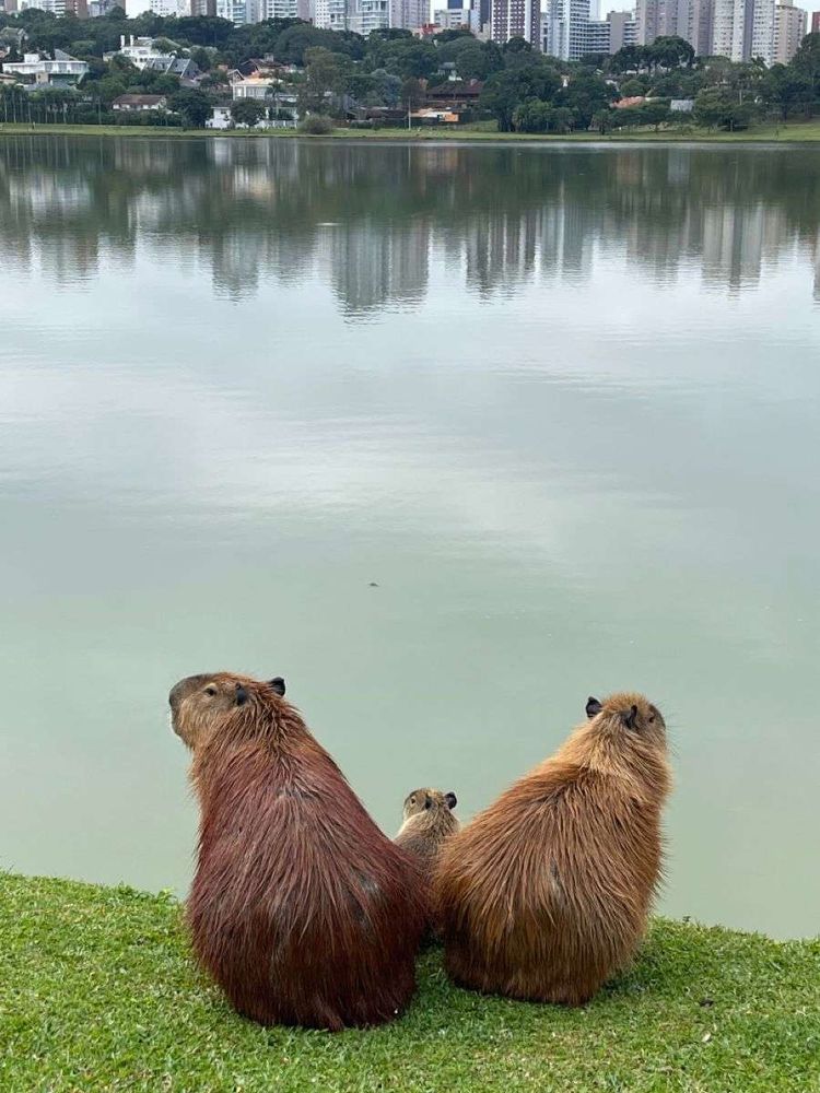 De costas pra foto duas capivaras sentadas na beira de uma lagoa e entre elas uma capivarinha