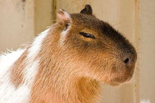 Rostinho de perfil de uma capivara pegando sol e olhando com cara de desconfiada