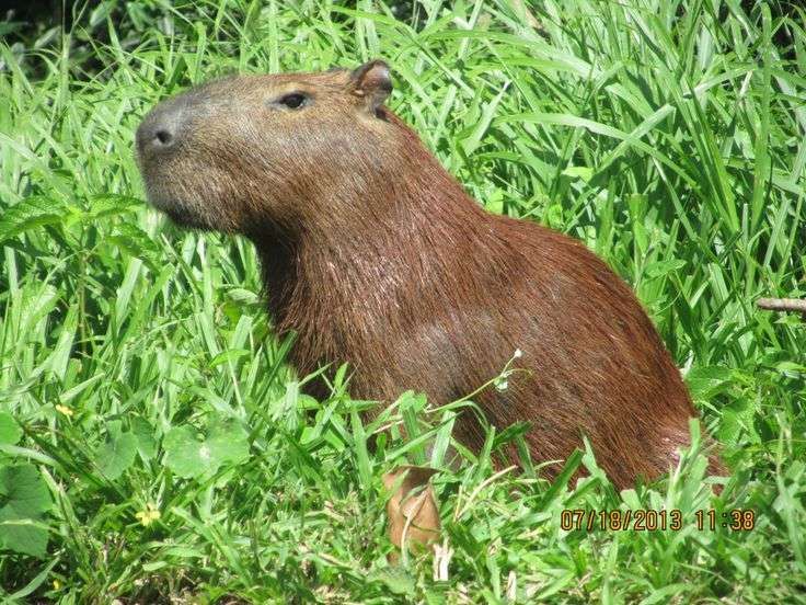 Capivara sentada no meio do mato de lado pra foto