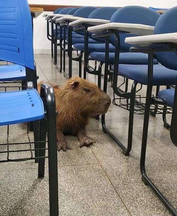 Capivarinha deitada no corredor entre as carteiras de uma sala de aula
