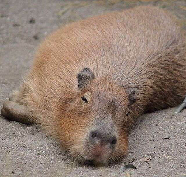 Capivara deitada na areia de lado toda preguiçosa dormindo