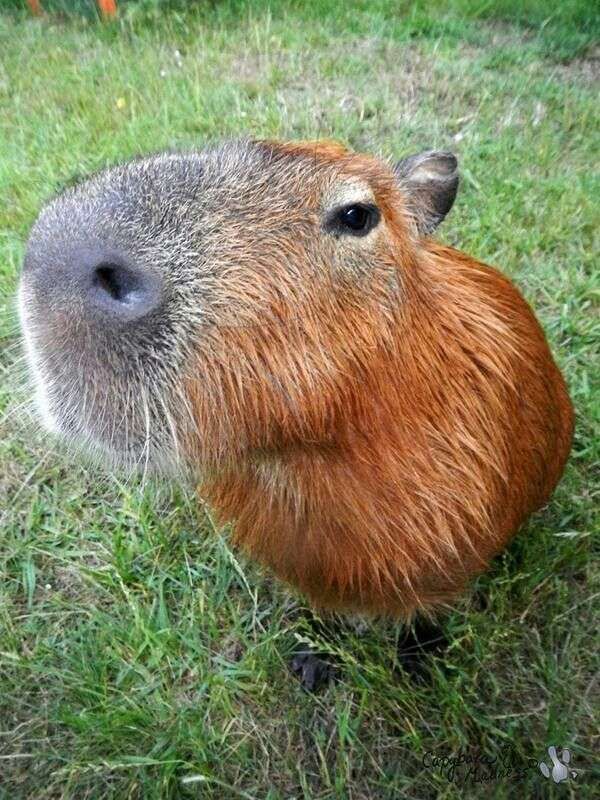 Foto de cima bem de perto do focinho de uma capivara sentada na grama olhando pra foto