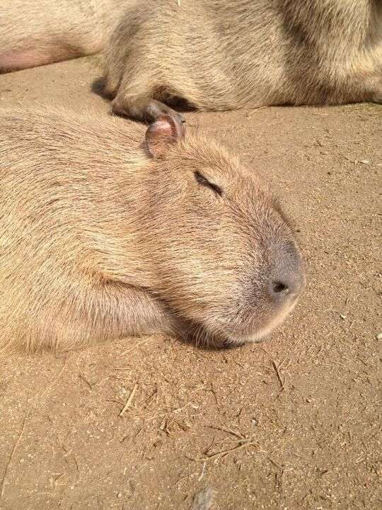 Rostinho de uma capivara dormindo na terra com as patinhas da frente embaixo do rostinho