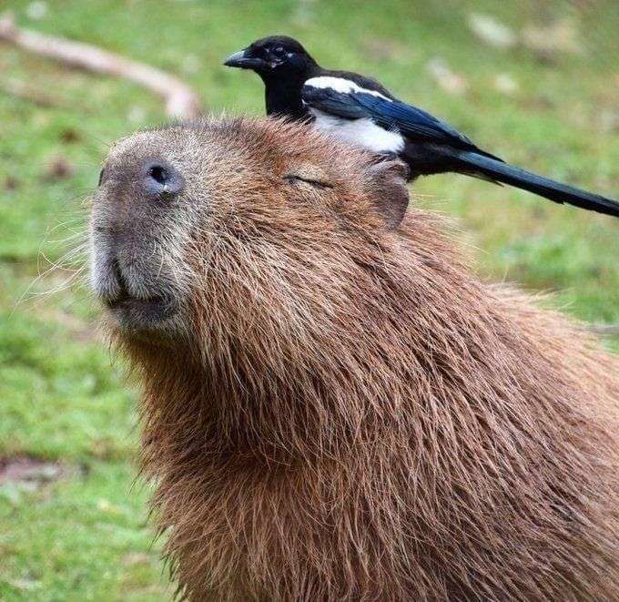 Capivara parada de olhos fechados com um pássaro preto e branco sobre a cabeça
