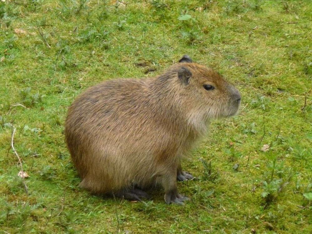 Capivarinha de lado pra foto sentada na grama verde