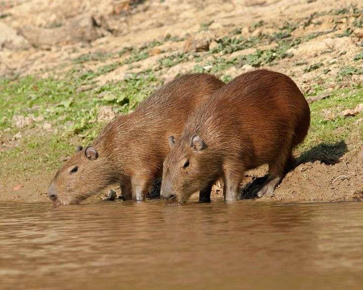 Duas capivaras lado a lado na beira da lagoa tomando água