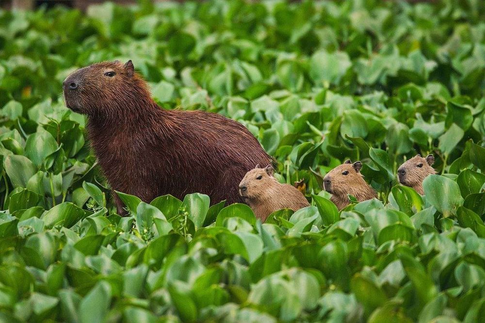 Capivara adulta e três capivarinhas em cima sentadas no meio de um monte de planta aquática de lado pra foto