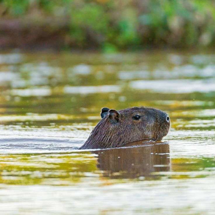 Capivara nadando na lagoa de lado pra foto apenas com a cabeça pra fora da água