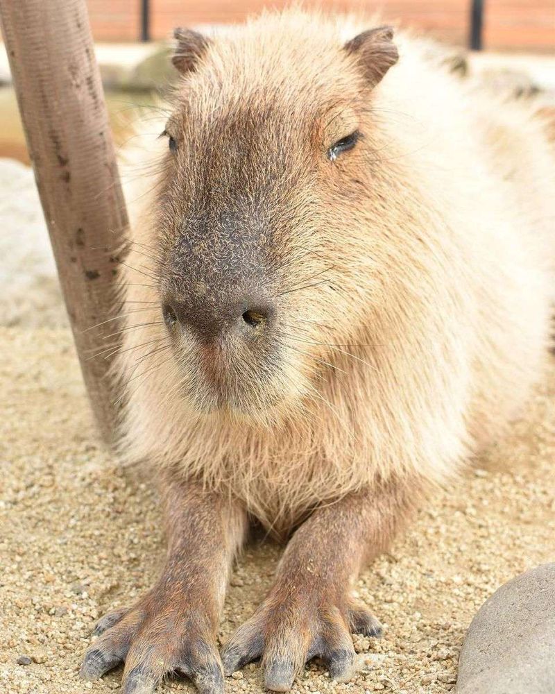 Capivara deitada na areia de frente pra foto com as patinhas da frente esticadinhas pra frente