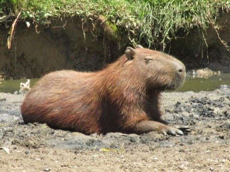 Capivara deitada de boas na lama tomando sol