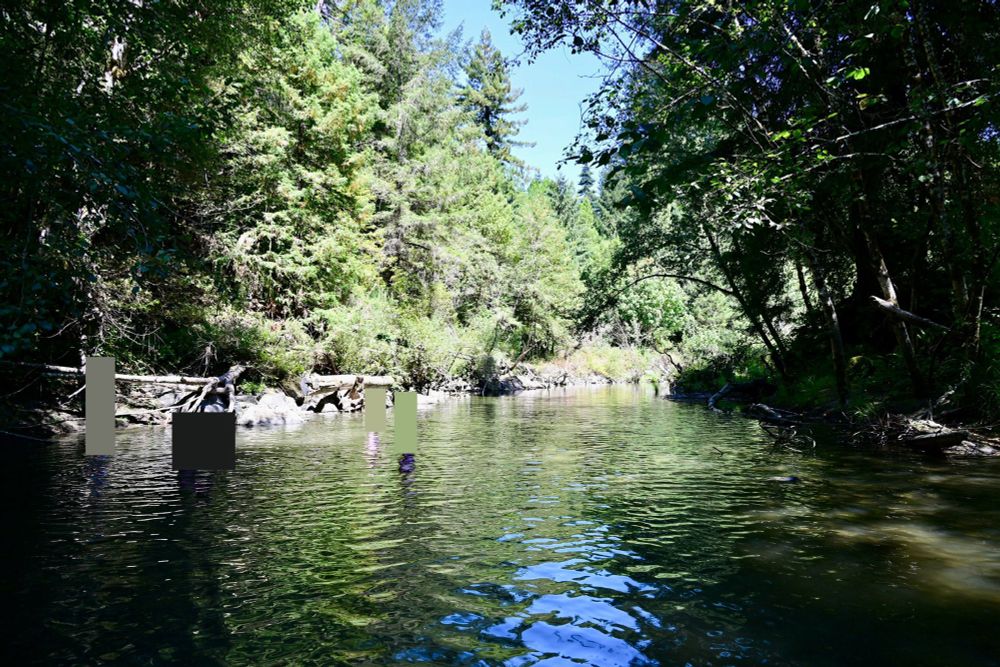 A creek is shaded by large oak trees and in the distance it’s brightened by the hot sun overhead. The kids who are blocked out in this shot were enjoying swimming 
