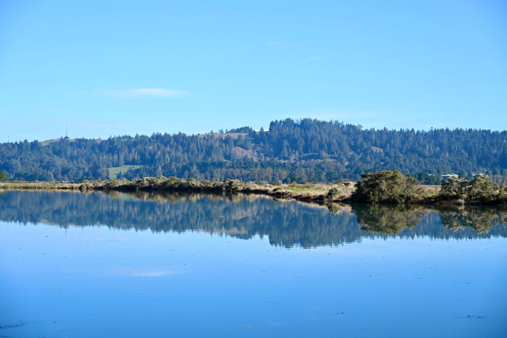 The slough is almost over full due to the king tide. The shrubbery almost at the waters edge. The clear sky and the sunny morning allowed for the forested hills and the closer grassy bank to be reflected into the water 