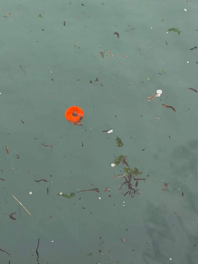 A tomato floating in the bay with eel grass and other sea tid bits 