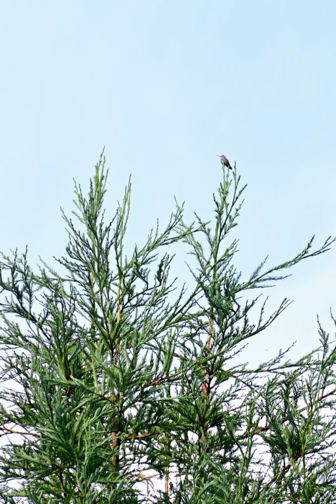 On the top of the branches of a redwood tree sits a tiny Anna’s hummingbird 