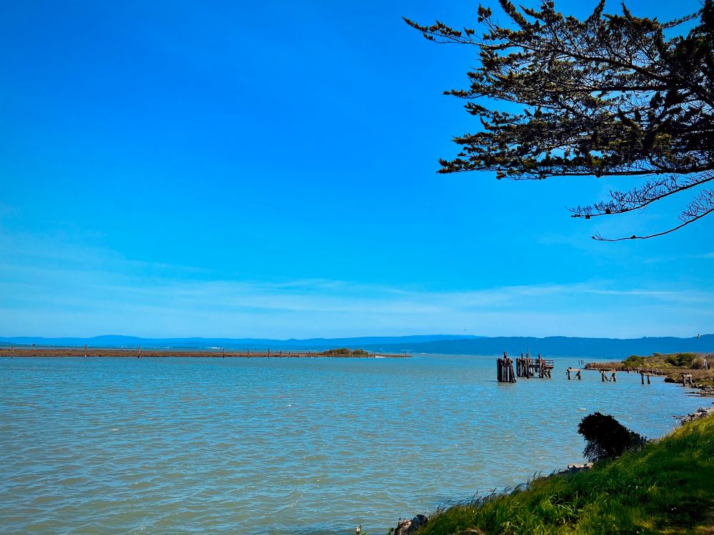 Standing on the grassy bank of the bay. A tree is overhead to the right and its branches come into frame a bit. The water is a blue green color much like the ocean. There’s old dock pieces in the distance as well as a sand bar and the hills in the distance 