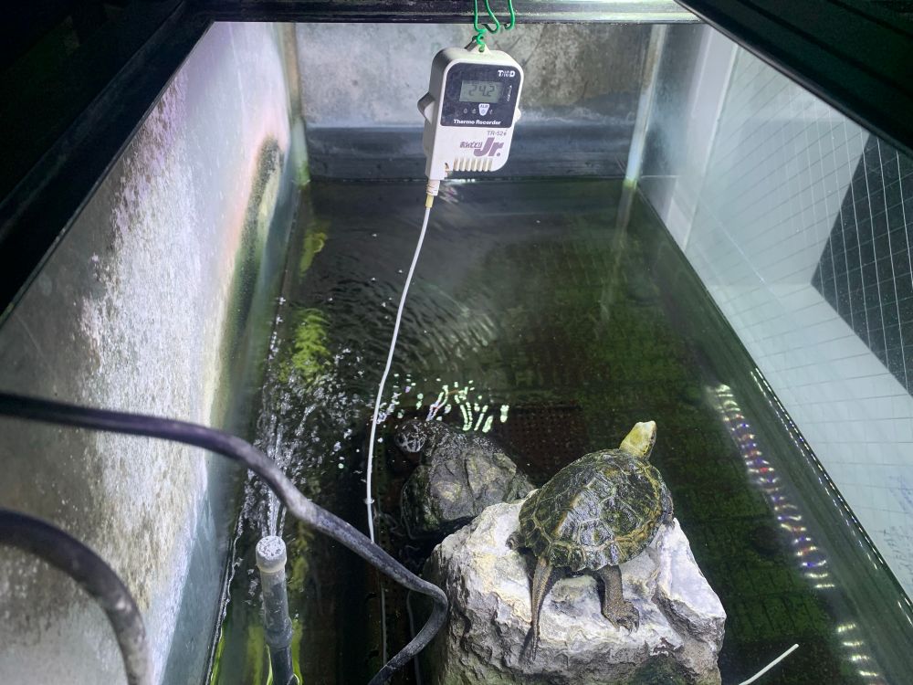 ニホンイシガメ