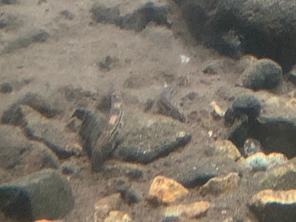 おそらくニシシマドジョウ