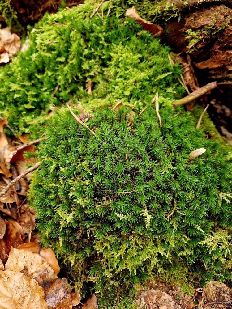 Two kinds of moss on a tree stump