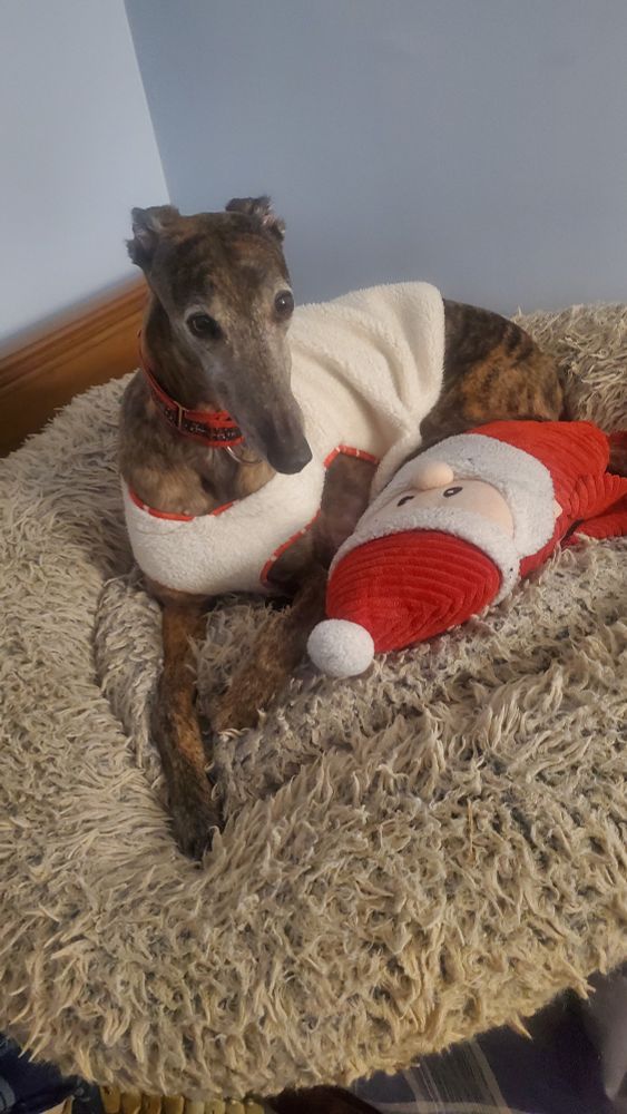 Santas been hangin around with me bc Mrs Claus got him in the doghouse (my house, bc i am a dog)